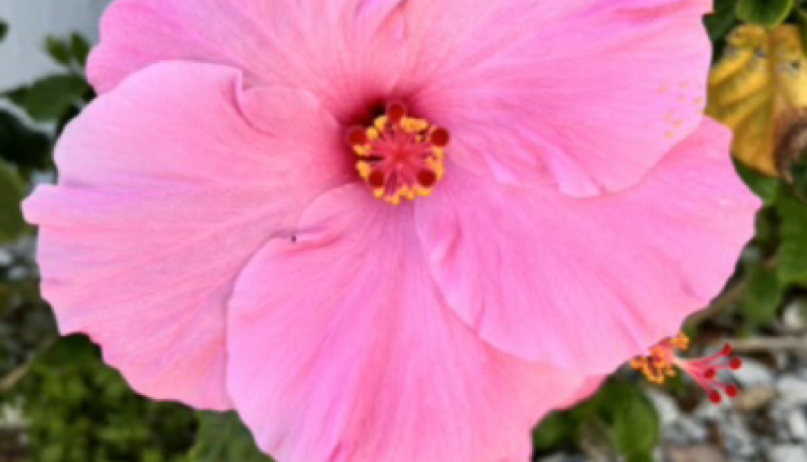 Pink Hibiscus