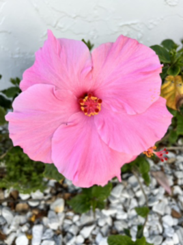 Pink Hibiscus