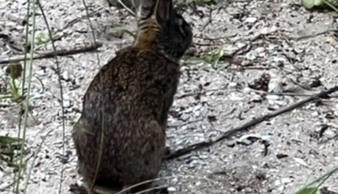 Sunday Afternoon Wildlife