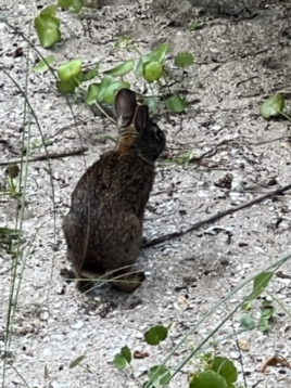 Sunday Afternoon Wildlife